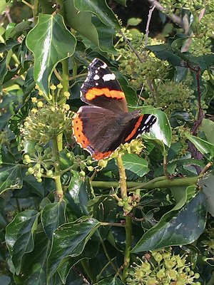 About Psychotherapy. red admiral