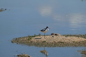 Supervision. curlew