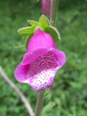 My Qualifications and Experience. new foxglove